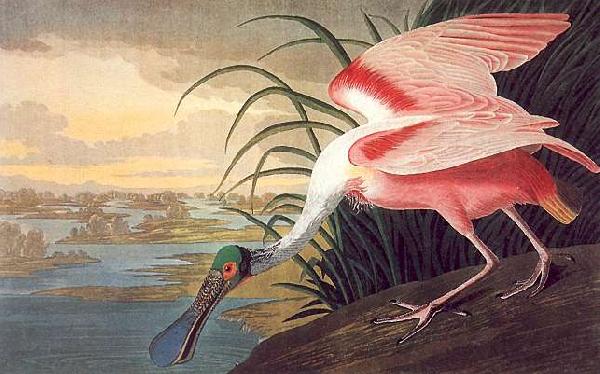 John James Audubon Roseate Spoonbill oil painting image